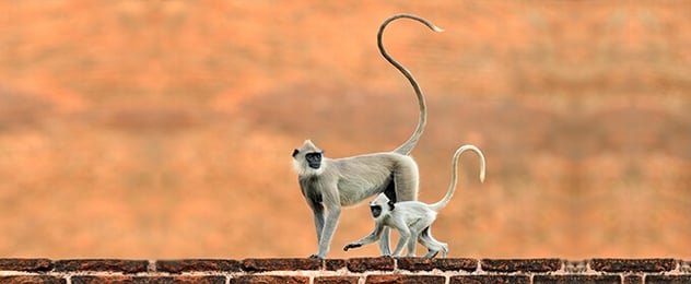 blogTitle-long-tail-keywords.jpg